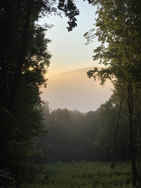 Morning mist and sunrise through the trees